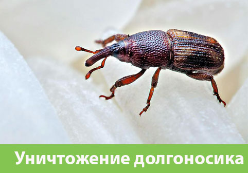 Уничтожение долгоносиков в городе Архангельск